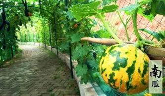 摸鱼画饼吃瓜,揭秘职场生活的趣味与智慧