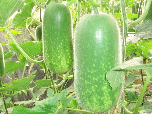 超级吃瓜大法大全,超级吃瓜大法大全深度解析