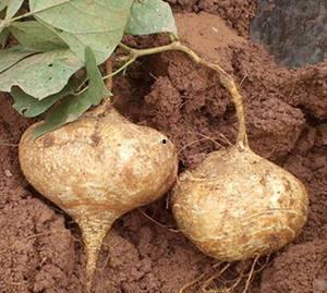 吃瓜花椒,揭秘花椒产业的甜蜜与辛酸