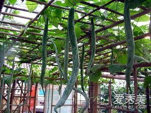 蛇瓜什么季节吃,蛇瓜的丰收季节