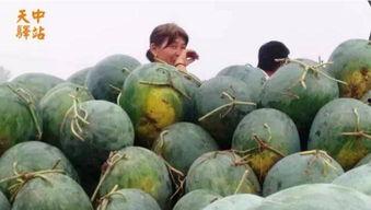 看瓜哥吃瓜现场,揭秘娱乐圈最新瓜料大揭秘