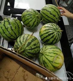 同学们吃瓜,揭秘同学们的吃瓜趣事