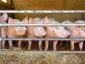 梦见摘瓜喂猪吃,摘瓜喂猪的奇幻之旅