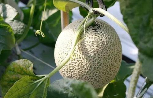 玲珑石方瓜怎么吃,玲珑石方瓜的多样食法探索