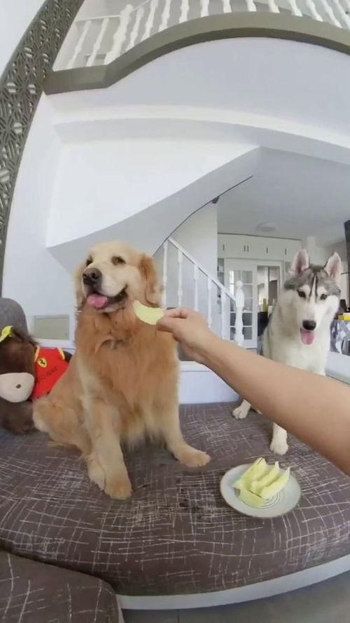 狗子和我吃瓜视频,趣味视频背后的欢乐时光