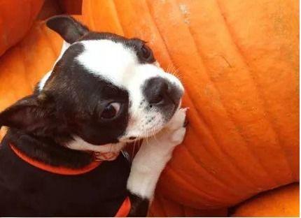 幼犬吃小瓜吗,小瓜是否适合幼犬食用？