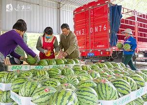 沭阳蓝天市场吃瓜,瓜果飘香，市民共享夏日清凉时光