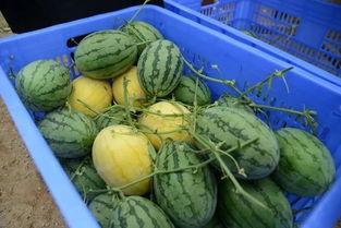 清静网络吃瓜群,揭秘网络世界的轻松一隅