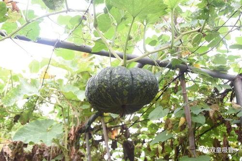 凤翔园天台吃瓜,夏日休闲新去处