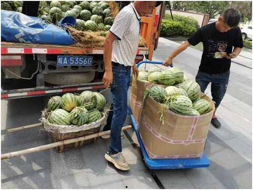 全城都在吃瓜,全城都在吃瓜，揭秘热点背后的真相