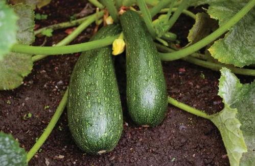 秋吃瓜药不抓,吃瓜药不抓，健康生活新主张