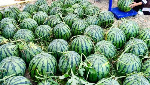 在外国吃洋瓜怎么吃,外国洋瓜的吃法揭秘