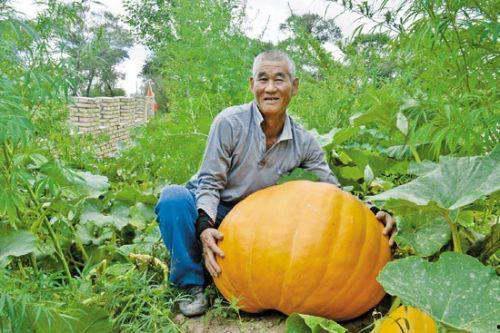 胃痛可以吃雪梨瓜吗,雪梨瓜能否缓解不适？