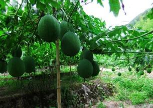 吃吊瓜会犯困吗,吊瓜食用后为何会感到困倦？揭秘吊瓜的神奇功效与副作用