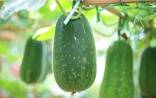 吃瓜歌文章,揭秘娱乐圈背后的故事与真相