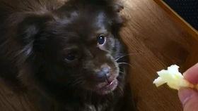 吃瓜的狗狗视频